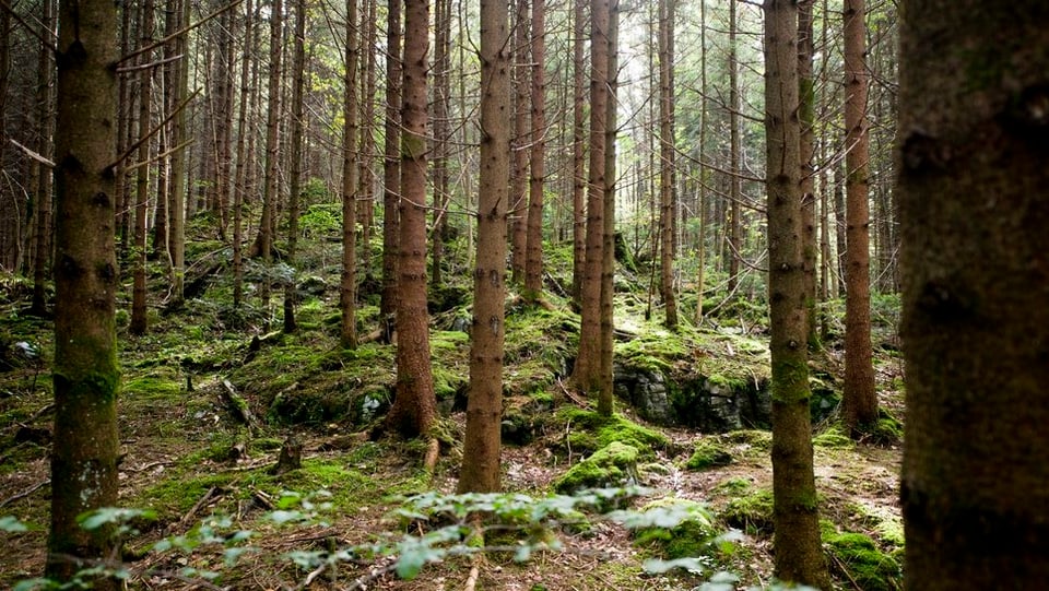 Blick in ein Waldstück