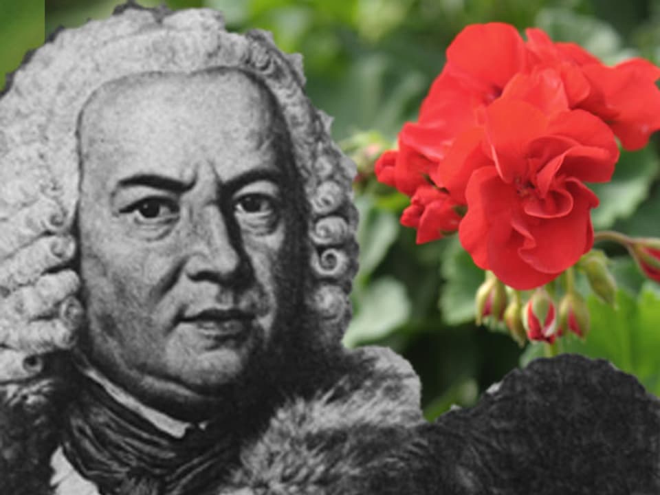 Bildmontage: Johann Sebastian Bach und ein rotes Geranium.