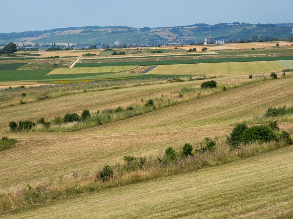 Hügelige Agrarlandschaft mit Feldern und Bäumen.