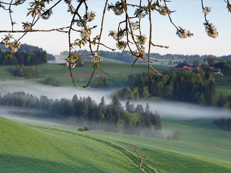 Am Mittwochmorgen im Emmental, dünner Nebel über den grünen Wiesen, klarer Himmel und blühende Bäume.