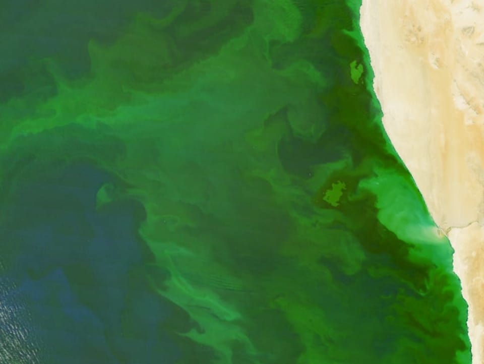 Satellitenbild der  Benguela-Küste, vor der es grün leuchtet.