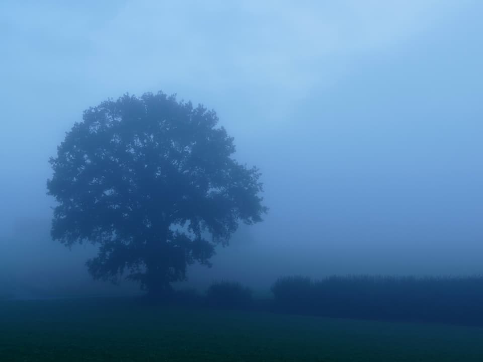 Die Silhouette eines Baumes und des Waldes sieht der Betrachter durch den seichten Nebel.