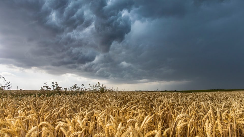 Eine Gewitterwolke zieht über ein Weizenfeld in Deutschland.