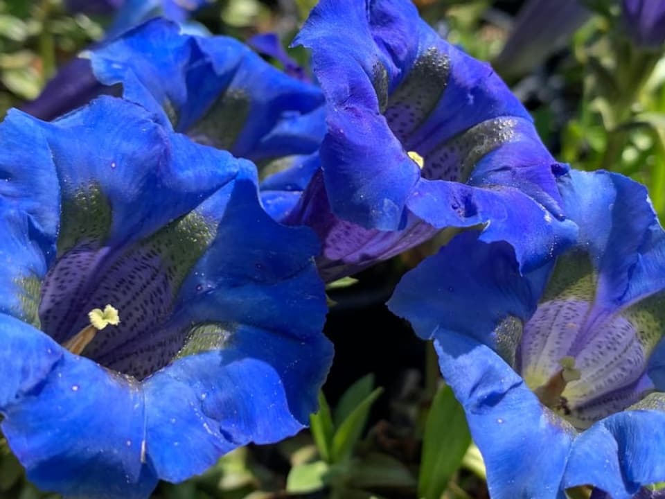 Auf dem Bild ist der Silikat-Glocken-Enzian zu sehen. Eine blaue Blume.