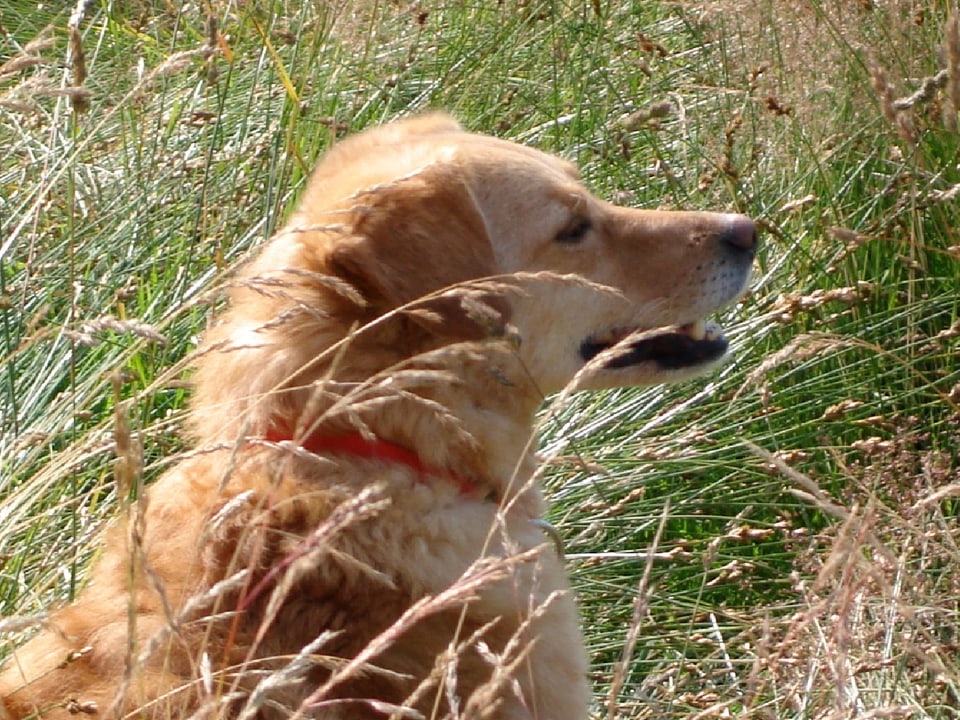 Goldfarbener Hund auf Wiese