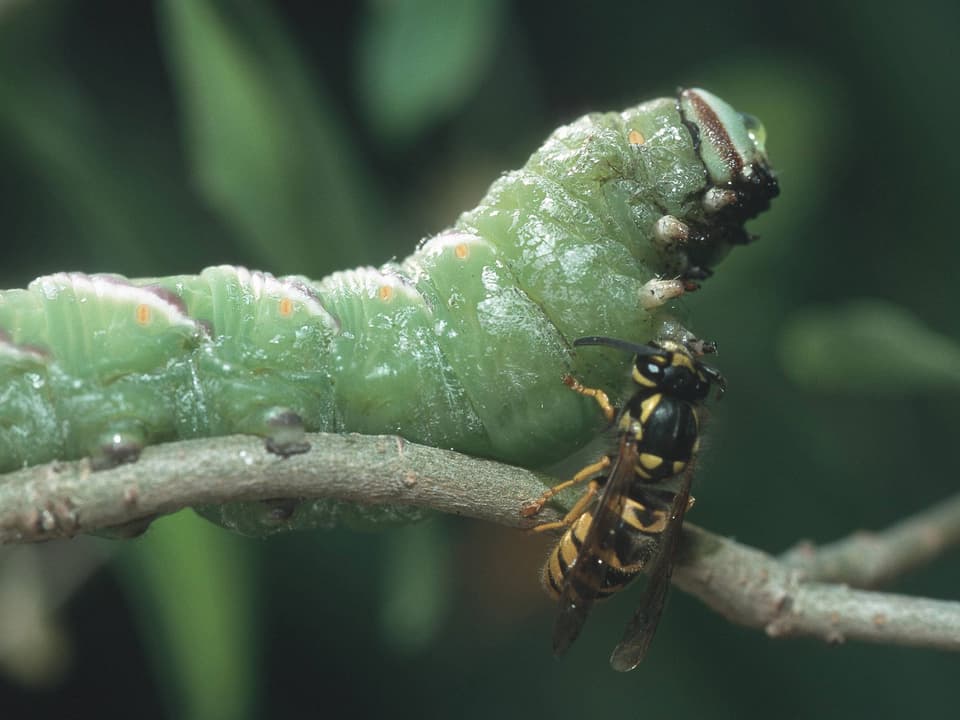 Eine Wespe attackiert eine Liguster-Raupe.