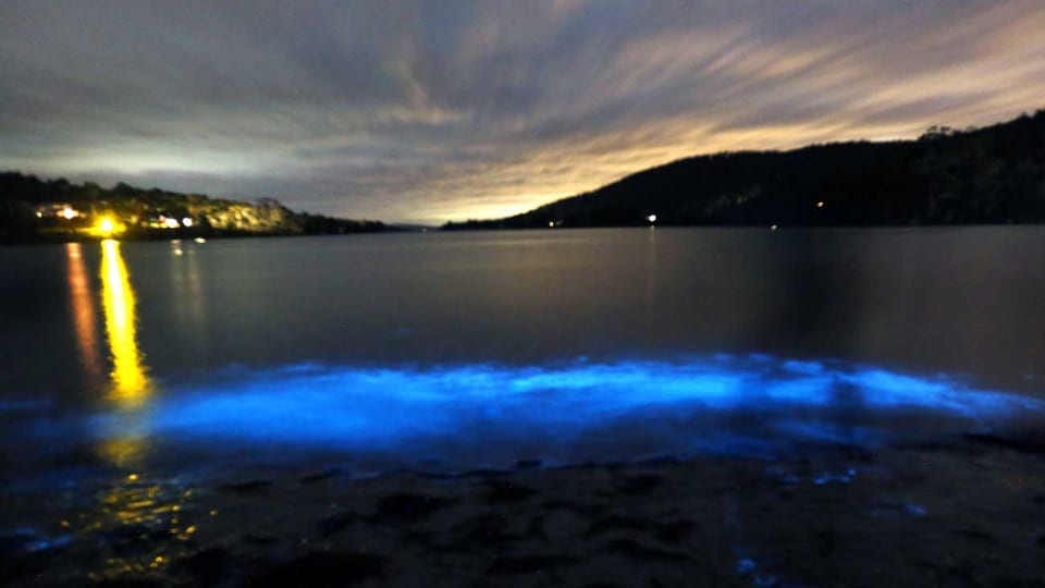 An der australischen Norfolk Bay leuchten Lebewesen mit fluoreszierenden Inhaltsstoffen.