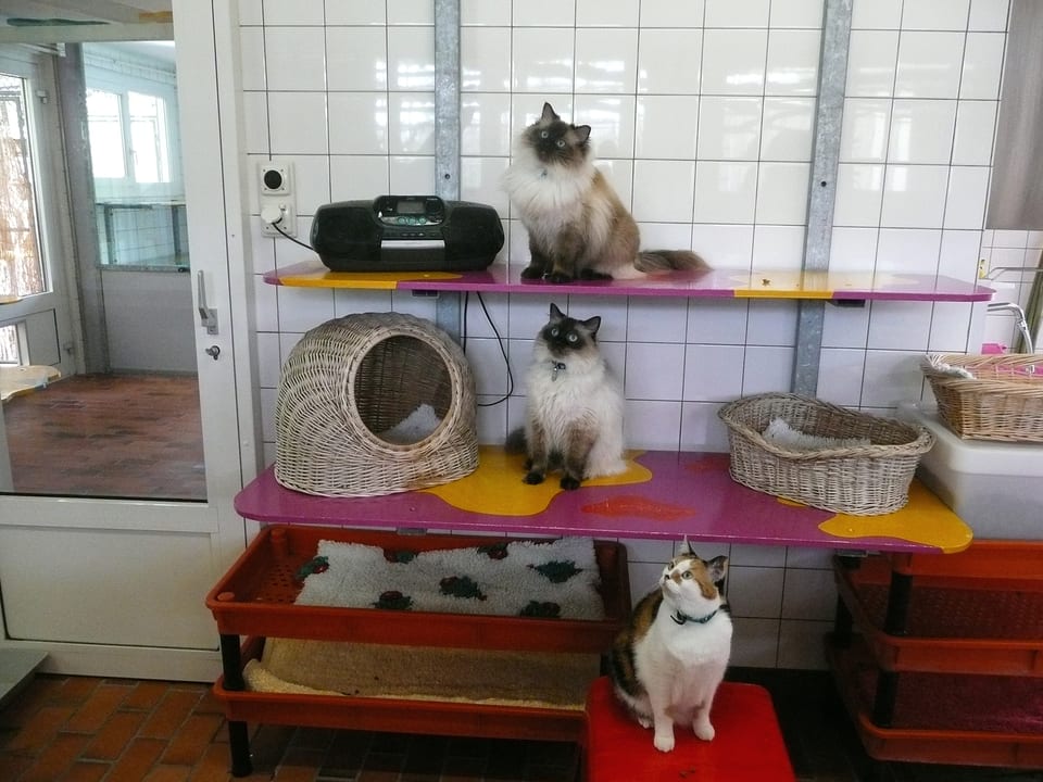 Radio und drei Katzen auf Tablaren.