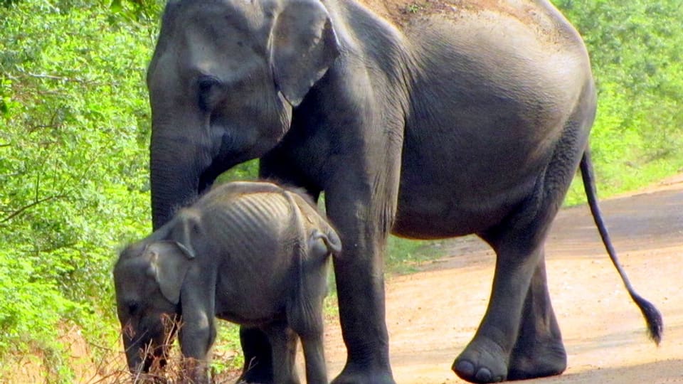 Sperrt man Elefanten mit Zäunen in Nationalparks ein, finden sie oft zu wenig Nahrung. 
