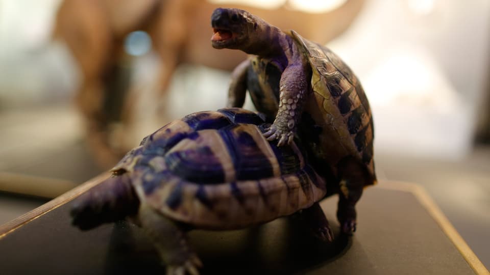 Natur & Umwelt Männlein oder Weiblein? Die etwas andere Geschlechterfrage Wissen SRF Natur & Umwelt Männlein oder Weiblein? Die etwas andere Geschlechterfrage Wissen SRF