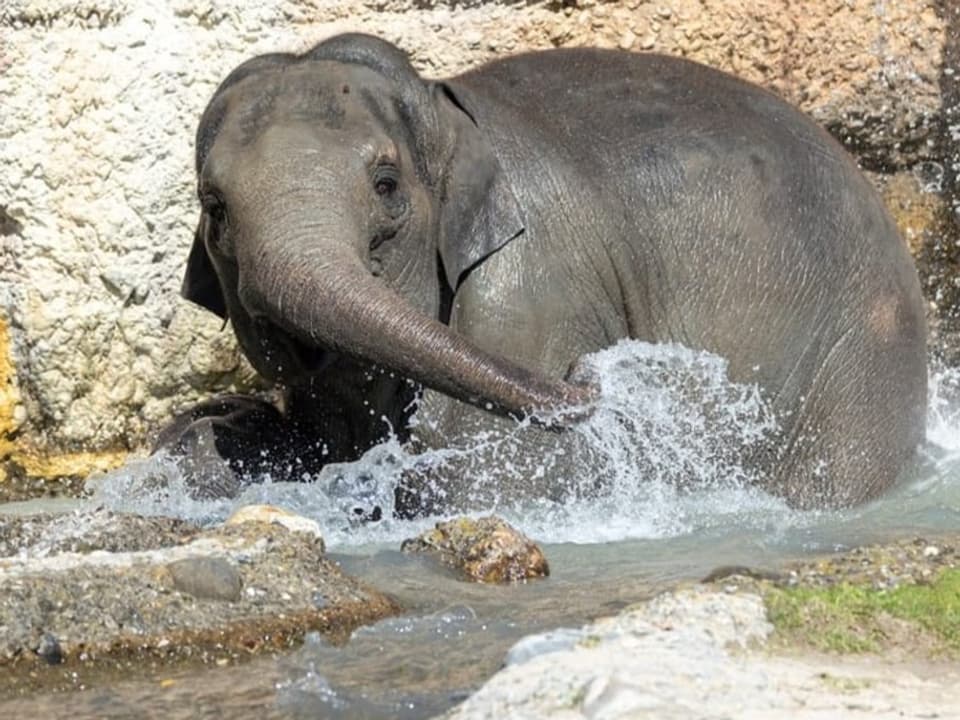Ein Elefant im Zoo Zürich