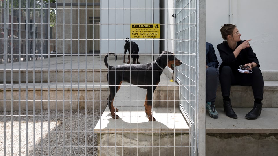 Hunde in einem Käfig im Deutschen Pavillon.