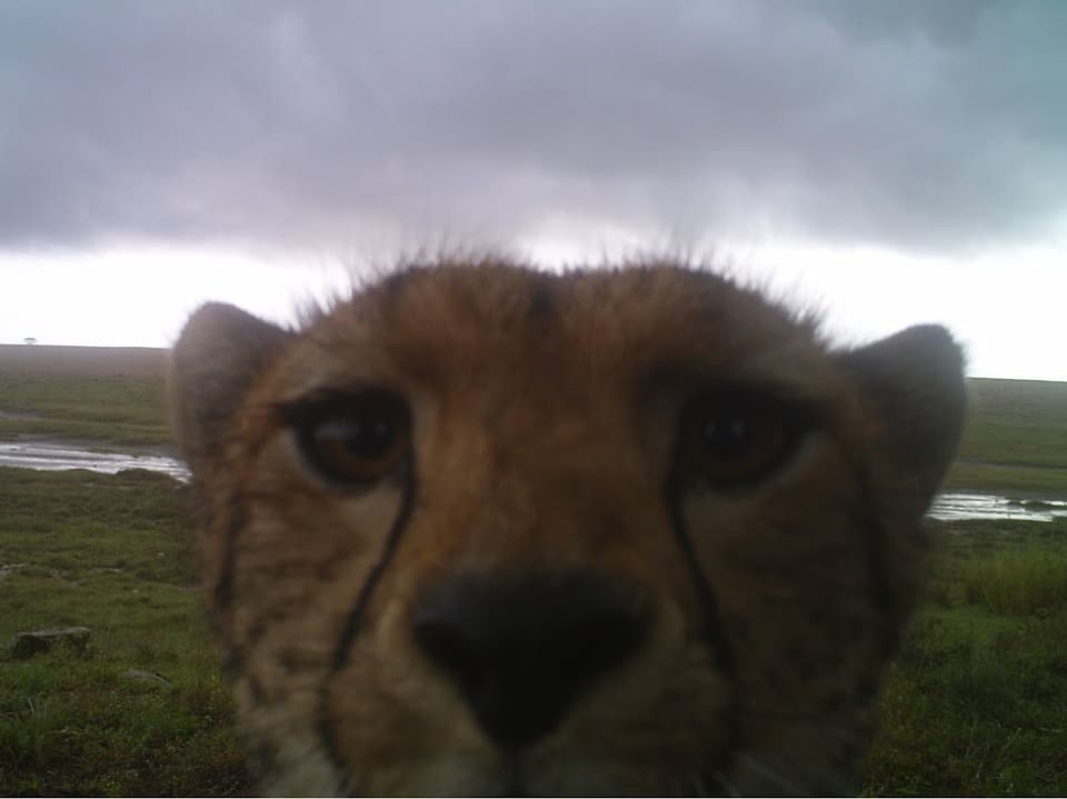 Ein junger Löwe schaut in die Kamera