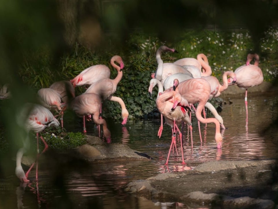 Eine Gruppe Flamingos steht im Wasser.