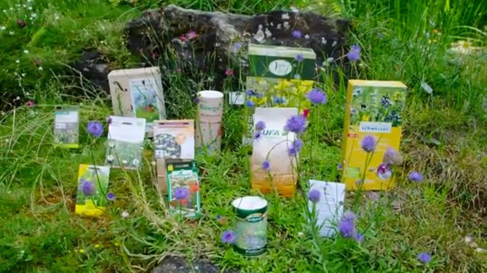Blumen fr die Fauna - Wildblumen-Saatgut im Test: Nicht alle frdern die  Biodiversitt - Kassensturz Espresso - SRF