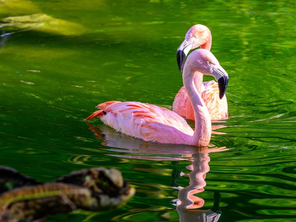 Zwei Flamingos schwimmen im Wasser. 