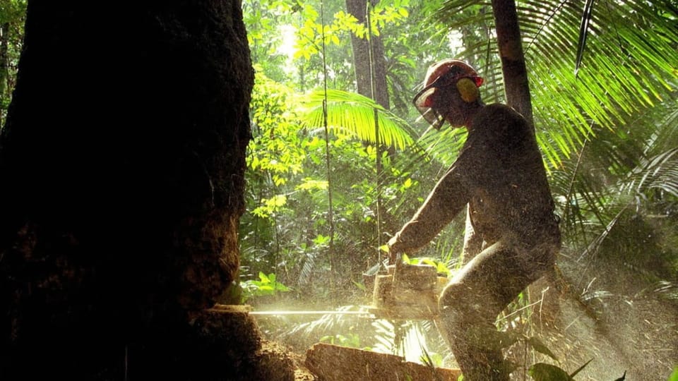 Brasilien: Amazonas-Abholzung im April sehr hoch