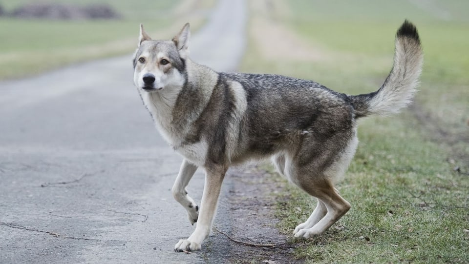 Saarlooswolfhund steht auf der Strasse.