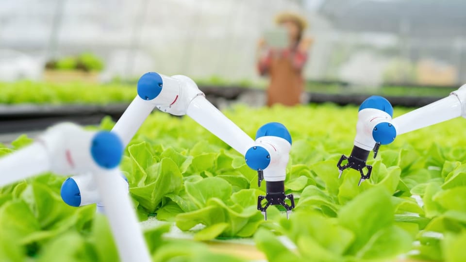 Weiss-blaue Roboterarme rotieren über jungen Salatköpfen in einem Treibhaus.