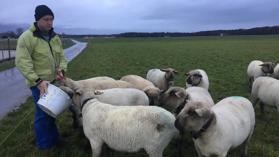 Bauer füttert Schafe aus einem Kessel.
