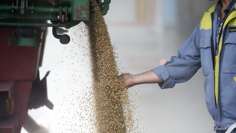 Ein Silochef nimmt bei der Anlieferung von 22 Tonnen Weizen eine Probe.