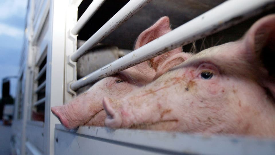 Schweine blicken aus einem Tiertransporter.