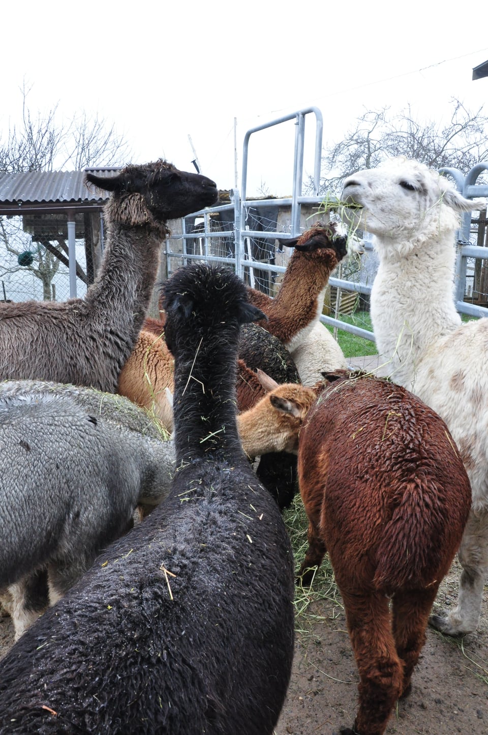 Verschiedene eingezäunte Alpakas und Lamas essen Heu.