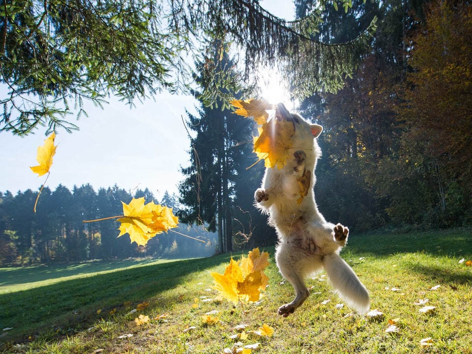 Ein Hund springt mit Blättern zusammen in die Luft.