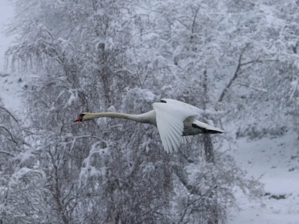 Wohlensee / BE Guten Flug...