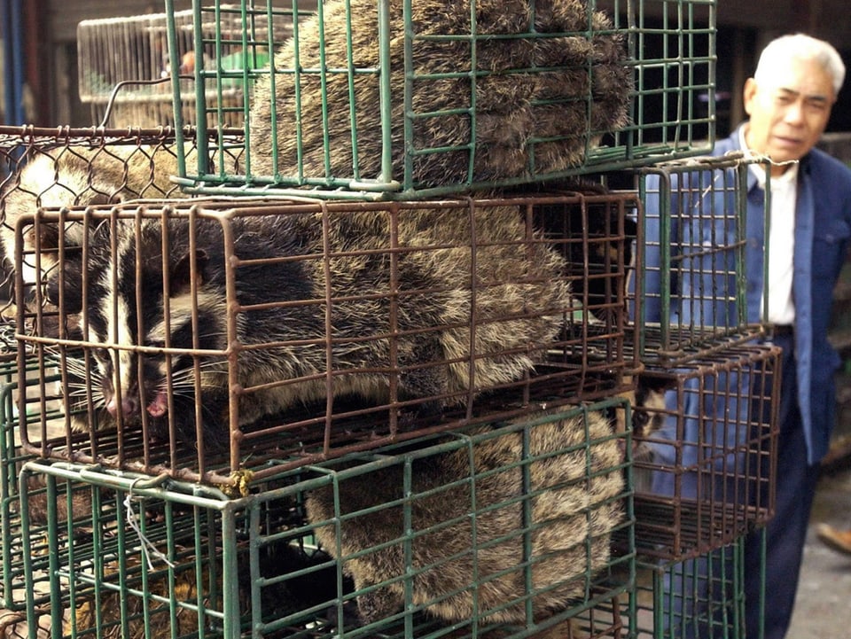 Zibetkatzen auf einem Markt in der südchinesichen Provinz Guangdong 