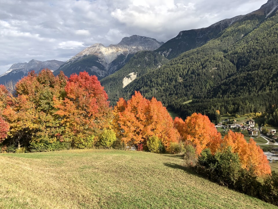 Rote und gelbe Bäume auf grüner Wiese in einem Alpental mit Tannenwald an den Hängen. 