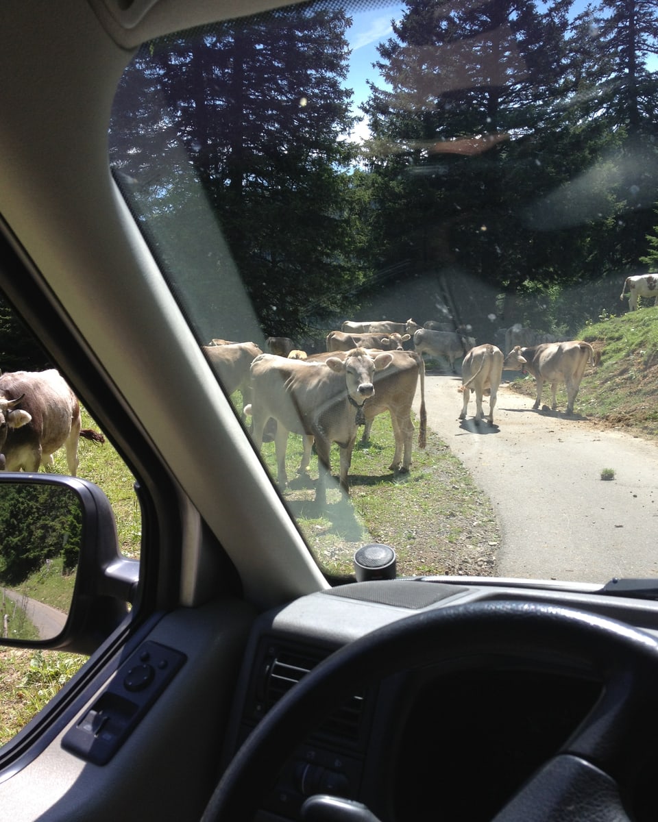 Eine Herde Rinder auf der Strasse.