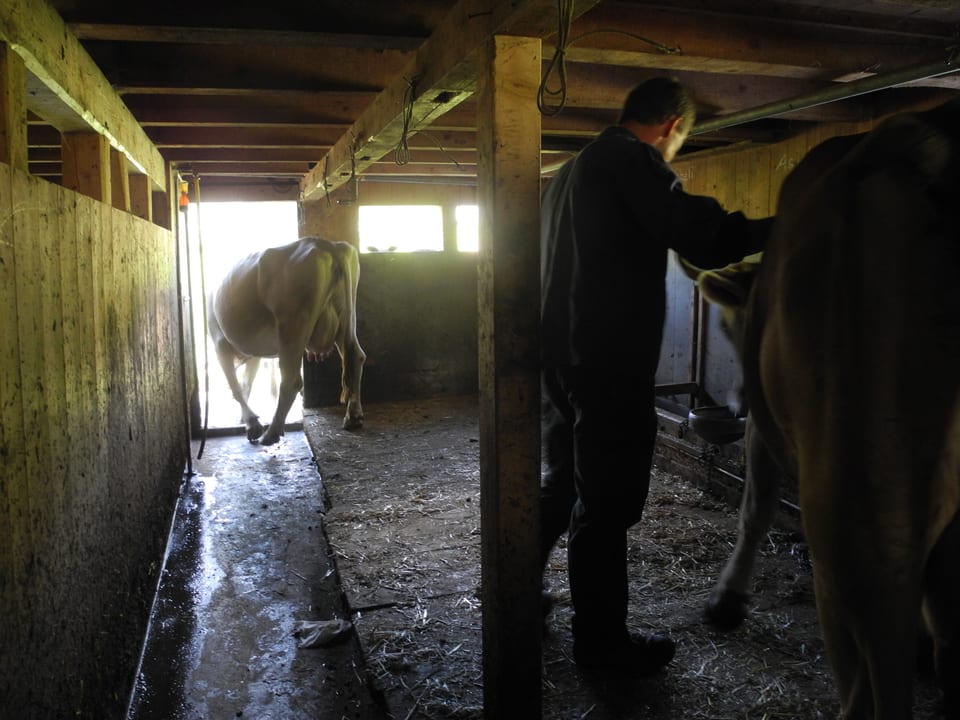 Älpler steht in Kuhstall. Eine Kuh geht durch die Türe hinaus ins Freie.