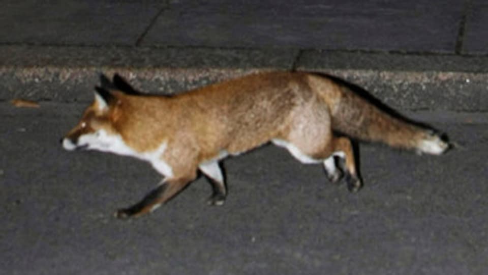 Bild eines Fuchses in der Stadt.