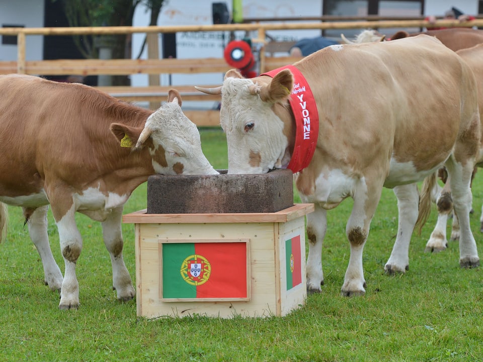 Zwei Kühe vor einer Box mit Futter, an der eine Flagge angebracht ist.