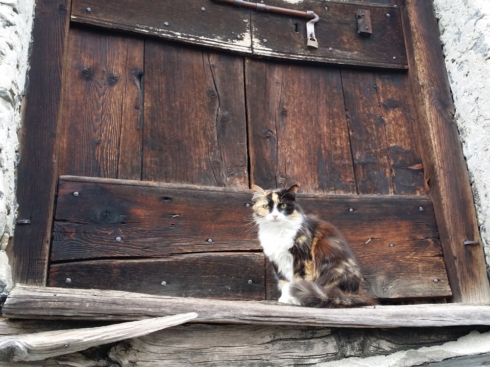 Eine getigerte und leicht zerzauste Katze steht vor einer alten Holztüre.