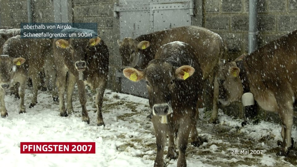 Kühe stehen im Neuschnee, es schneit nass.