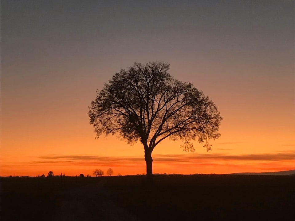 Sonnenuntergang und ein Baum auf einer dunklen Wiese.