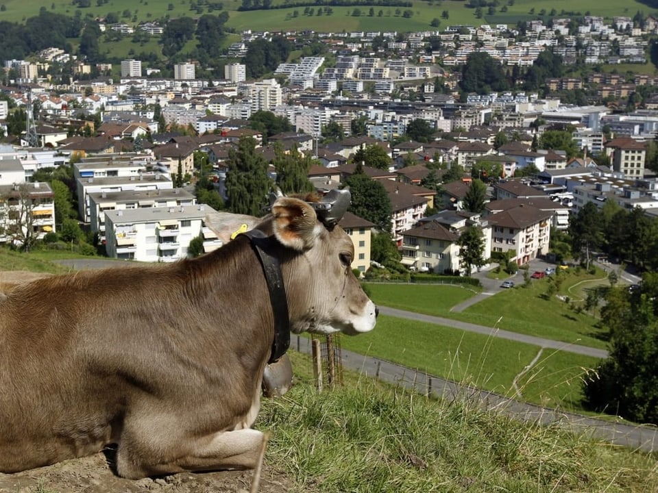 Eine Kuh blickt von ihrer Weide auf die Stadt Kriens hinab.