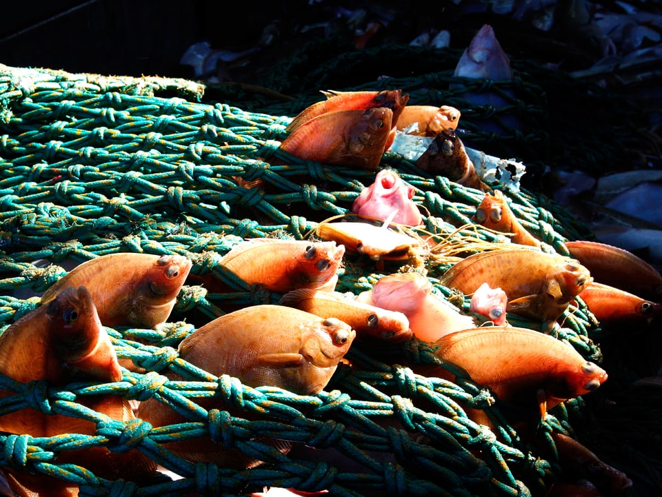 Tote Seezungen ragen an Land aus einem dickmaschigen Fischernetz. 
