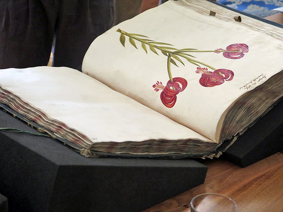 Das Herbarium-Original aufgeschlagen bei einer Blume mit roten Blüten.