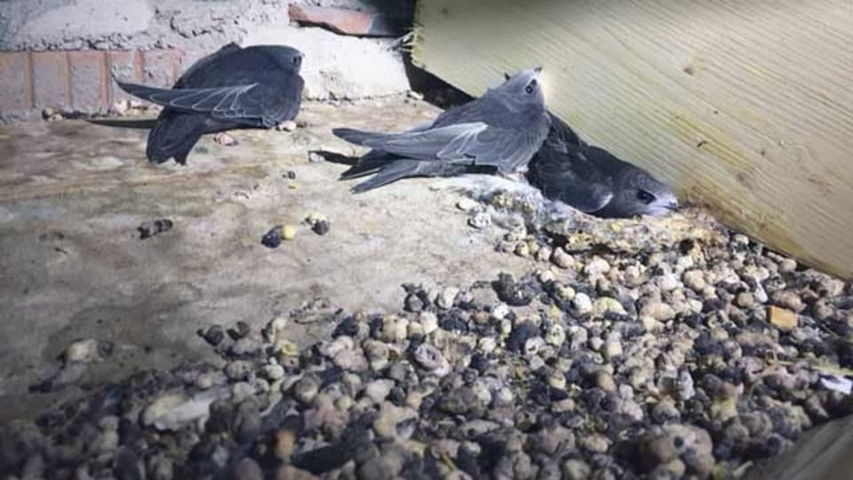 Drei Vögel in