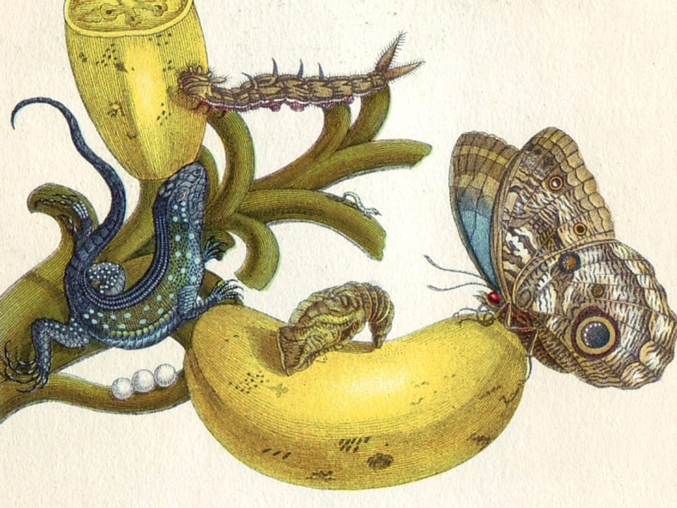 Eine Abbildung aus «Das kleine Buch der Tropenwunder» von Maria Sibylla Merian.