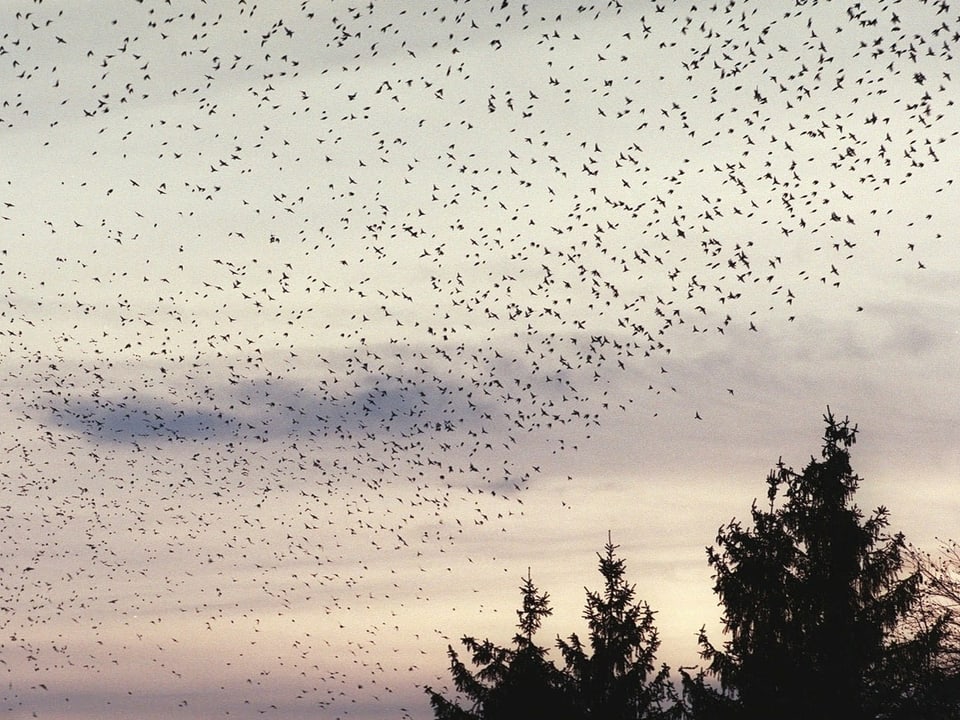 Bergfinken fliegen Formationen in der Luft.