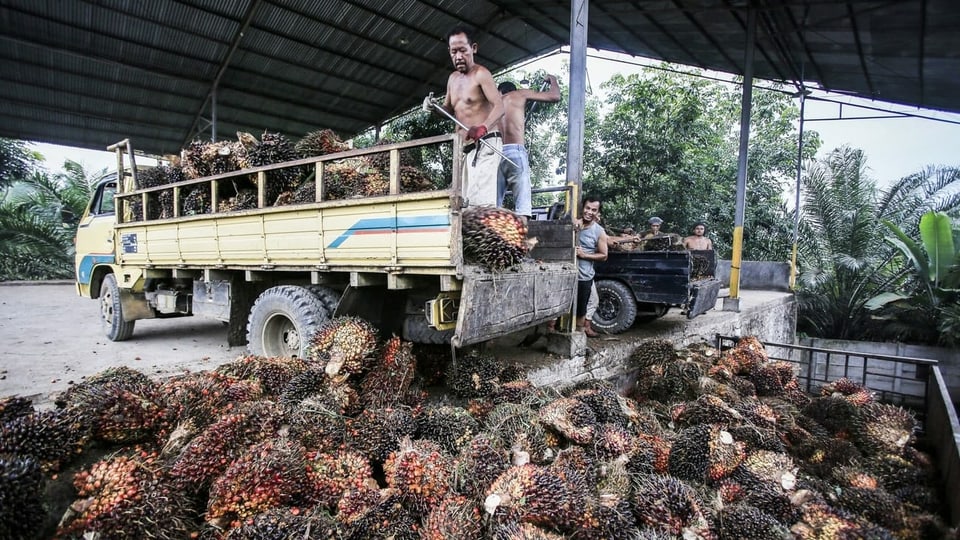 Indonesische Arbeiter entladen Palmfrüchte von einem Lastwagen