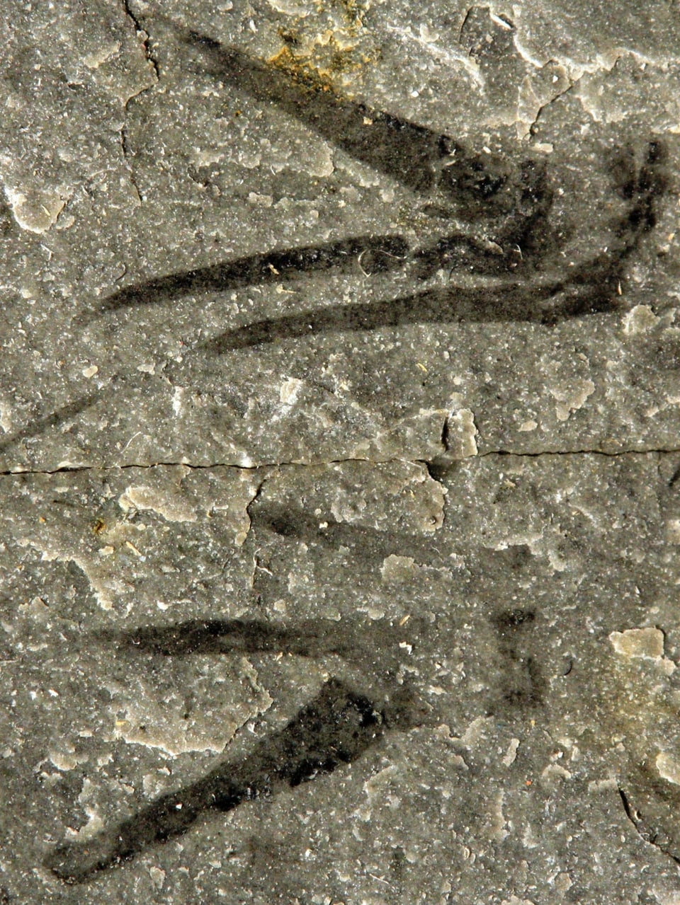 Die fossilisierten Überreste des Tieres mit den seltsam geformten Vordergliedmassen.