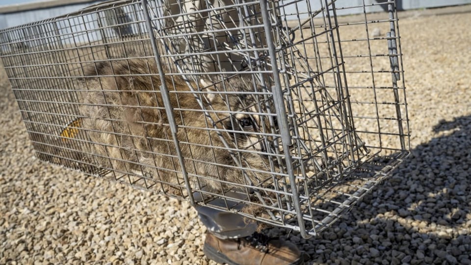 Waschbär in Falle