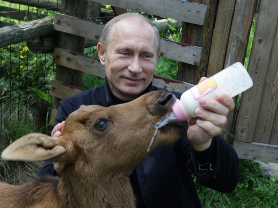 Putin füttert jungen Elch