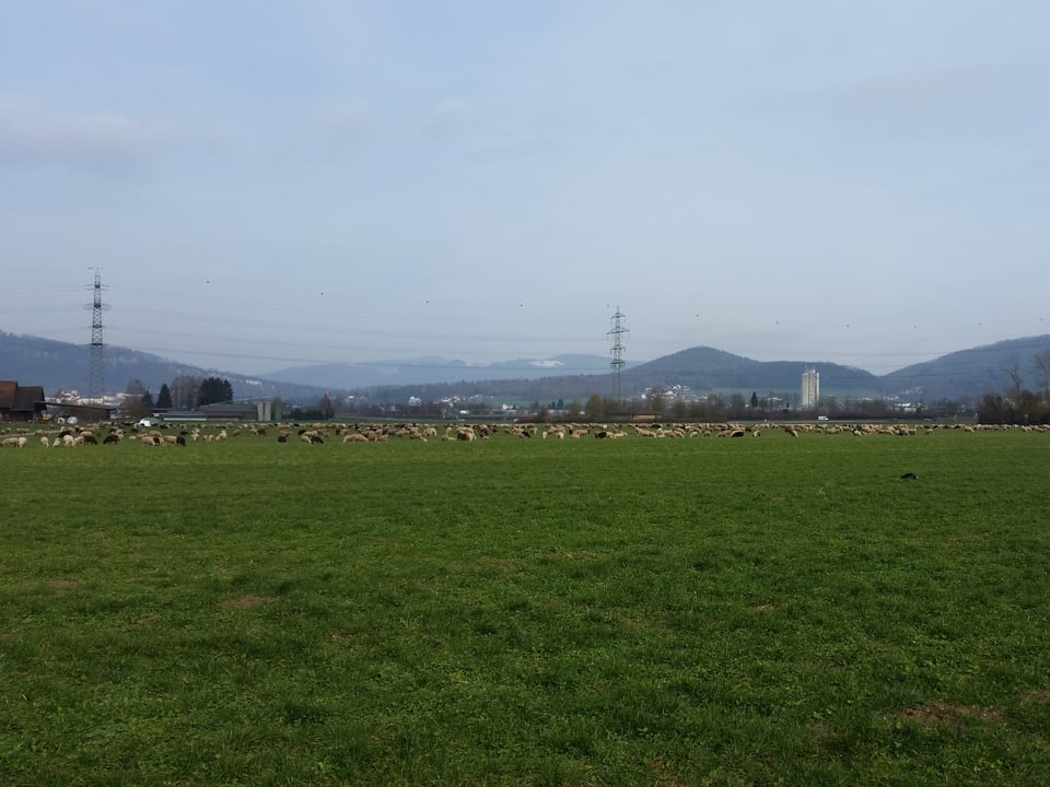 Grüne Wiese. Hinten Schafe, weiter hinten Häuser und eine Hochspannungsleitung, im Hintergrund Hügel. 