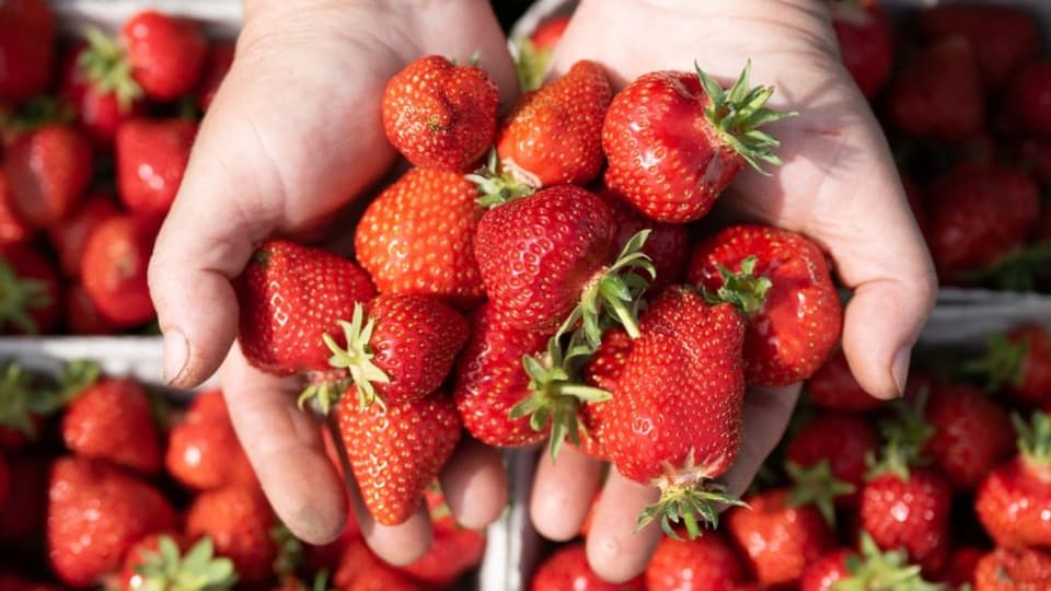 Gesünder Essen dank KI – das sind die Chancen und Risiken